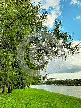 fir trees grow in the park on the banks of the river beautiful landscape of Elagin island Saint Petersburg