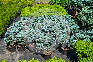 Fir trees, junipers, cypresses and thuja plants in plastic pots.