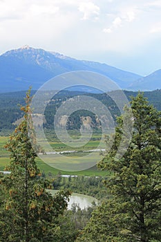 Fir trees in the Kootenays - vertical