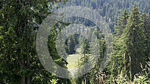 the fir trees in the mountains of Chatel, in France photo