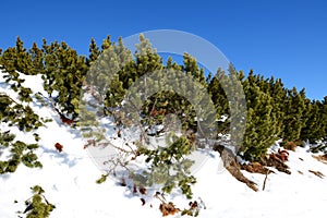 The fir trees are on mountains in Jasna Low Tatras