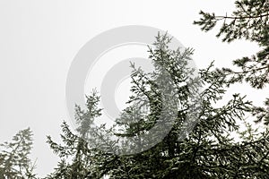 Fir trees in the mountains in winter time