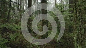 Fir Trees, Pacific Northwest Forest