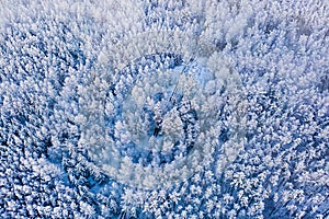 Fir trees and pines covered in snow, aerial landscape. Winter magic in forest, nature pattern