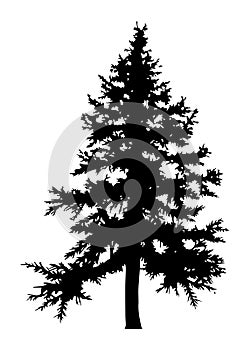 Fir trees silhouette. Black silhouette of sine tree on white background. Vector illustration