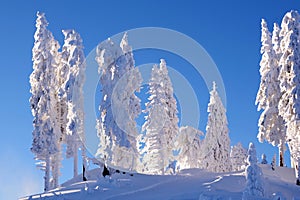 Fir trees in the snow