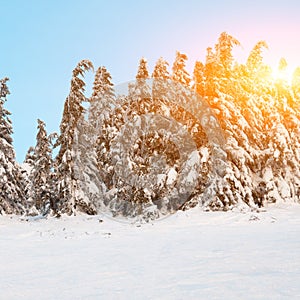 Fir trees with snow in mountains