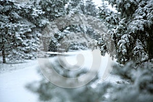 Fir trees on snow storm day in city park.