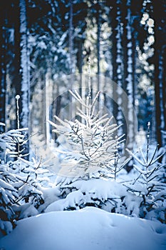 Fir Trees in snowy Forest