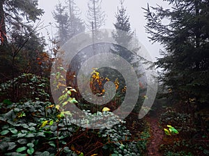 Fir trees stand in the fog in a fairy forest in autumn