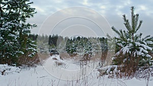 Fir trees standing winter forest covered snow. Snow-covered coniferous plants.