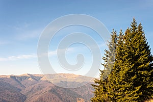 Fir trees in a sunny day. Mountains peaks in the background