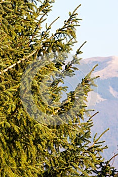 Fir trees in a sunny day. Mountains peaks in the background