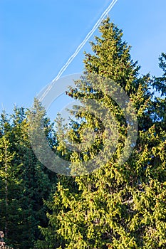 Fir trees in a sunny day. Trail of jet plane in the sky