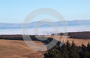 Fir trees surrounded by dry land  with a view of the mountains surrounded by fog