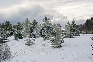 Fir-trees in the winter