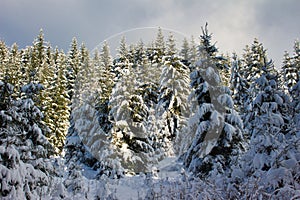 fir trees in winter forest snow covered in cold colours