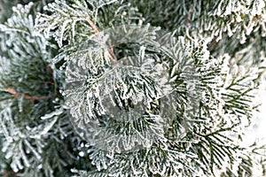 Fir twigs covered in hoarfrost in winter. Close-up