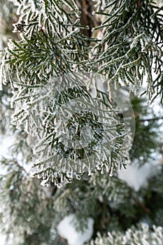 Fir twigs covered in hoarfrost in winter. Close-up