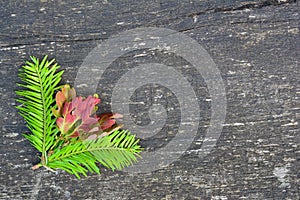 Fir twigs and oak leaves background