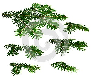 Fir twigs perspective white background