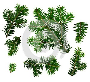 Fir twigs white background