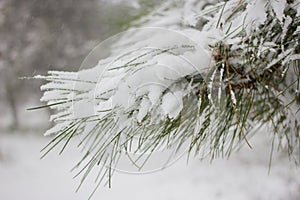 Fir winter braches. Evergreen pine under snow