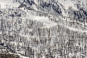 Fir wood on snowy slope in high Brembo valley, Orobie, italy