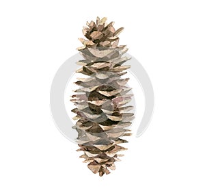 Fircone. Tree cone. Forest nature detail. Watercolour isolated on white background.