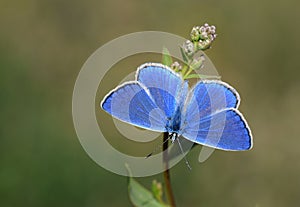 The Firdussi`s blue butterfly , Polyommatus firdussii , butterflies of Iran