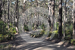 A fire access road makes its way through a forest