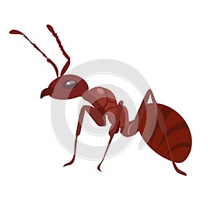 Fire Ant