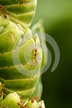 Fire Ant Close Up