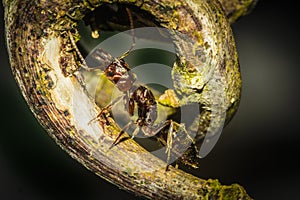 A fire ant crawling up a leaf. photo