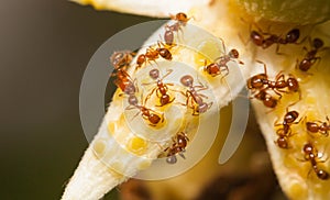 Fire ant eat nectar