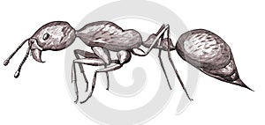 Fire ant. Hand drawing realistic illustration.