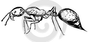 Fire ant. Hand drawing realistic vector illustration.