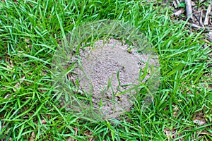 Fire ant hill in deep grass