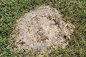 Fire ant hill in the grass
