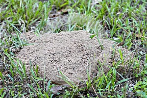 Fire ant hill in the grass