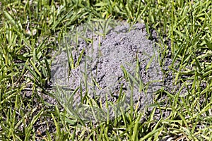 Fire ant hill in the grass