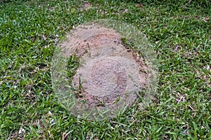 Fire ant hill in the grass of the lawn