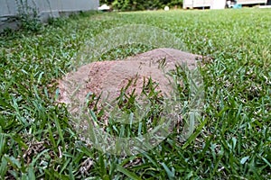 Fire ant hill in the grass of the lawn