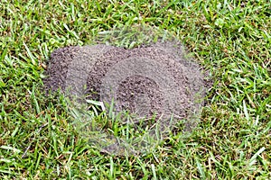 Fire ant hill in the grass