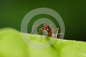 Fire ant intimidate with jaw, protect race and nest on green leaf in nature with macro photography