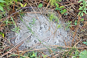 Fire ant mound in the deep grass