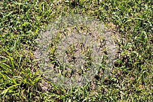 Fire ant mound in the deep grass