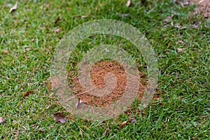 Fire ant mound in green grass