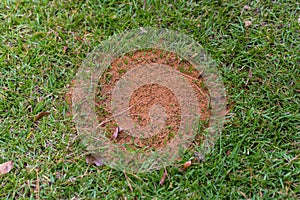 Fire ant mound in green grass