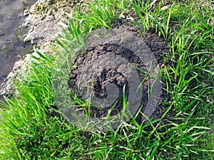 Fire Ant Mound in the Green Grass